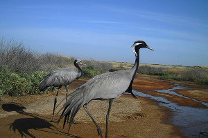Степные журавли-красавки © Фото Государственного природного биосферного заповедника «Черные земли», zapovednik-chernyezemli.ru