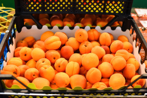  © Фото Елены Синеок, Юга.ру