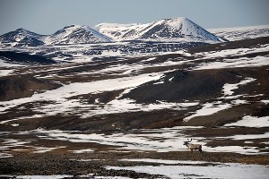  © Фото из группы «Природный заповедник "Остров Врангеля"» во «ВКонтакте», vk.com/ostrovwrangelya