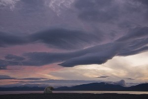  © Фото из группы «Природный заповедник "Остров Врангеля"» во «ВКонтакте», vk.com/ostrovwrangelya