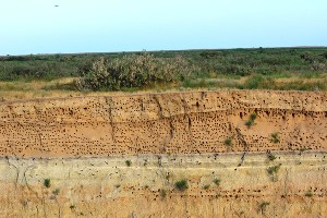 Птицеград береговушек © Фото Государственного природного биосферного заповедника «Черные земли», zapovednik-chernyezemli.ru