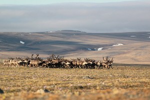  © Фото из группы «Природный заповедник "Остров Врангеля"» во «ВКонтакте», vk.com/ostrovwrangelya