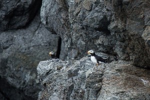  © Фото из группы «Природный заповедник "Остров Врангеля"» во «ВКонтакте», vk.com/ostrovwrangelya