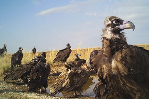 Птицы-падальщики © Фото Государственного природного биосферного заповедника «Черные земли», zapovednik-chernyezemli.ru